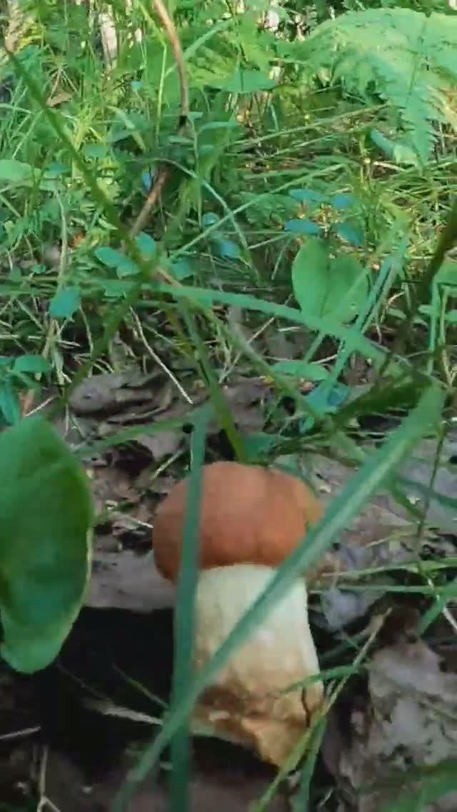 ВСЮ ЖИЗНЬ МЕЧТАЛ ПОПАСТЬ В ТАКОЙ ЛЕС! ГДЕ ВСЕ В ГРИБАХ УСЕЯНО! ЗАШЁЛ В ОСИННИК И ОБАЛДЕЛ! смотреть онлайн