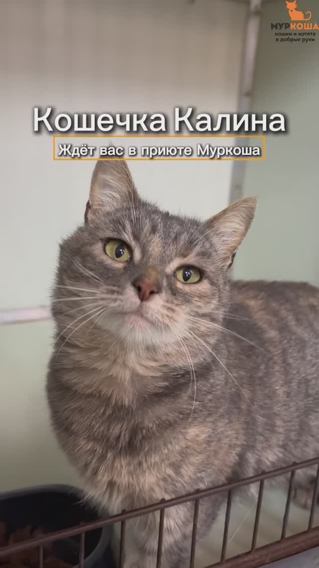 Калина (уже дома) смотреть онлайн