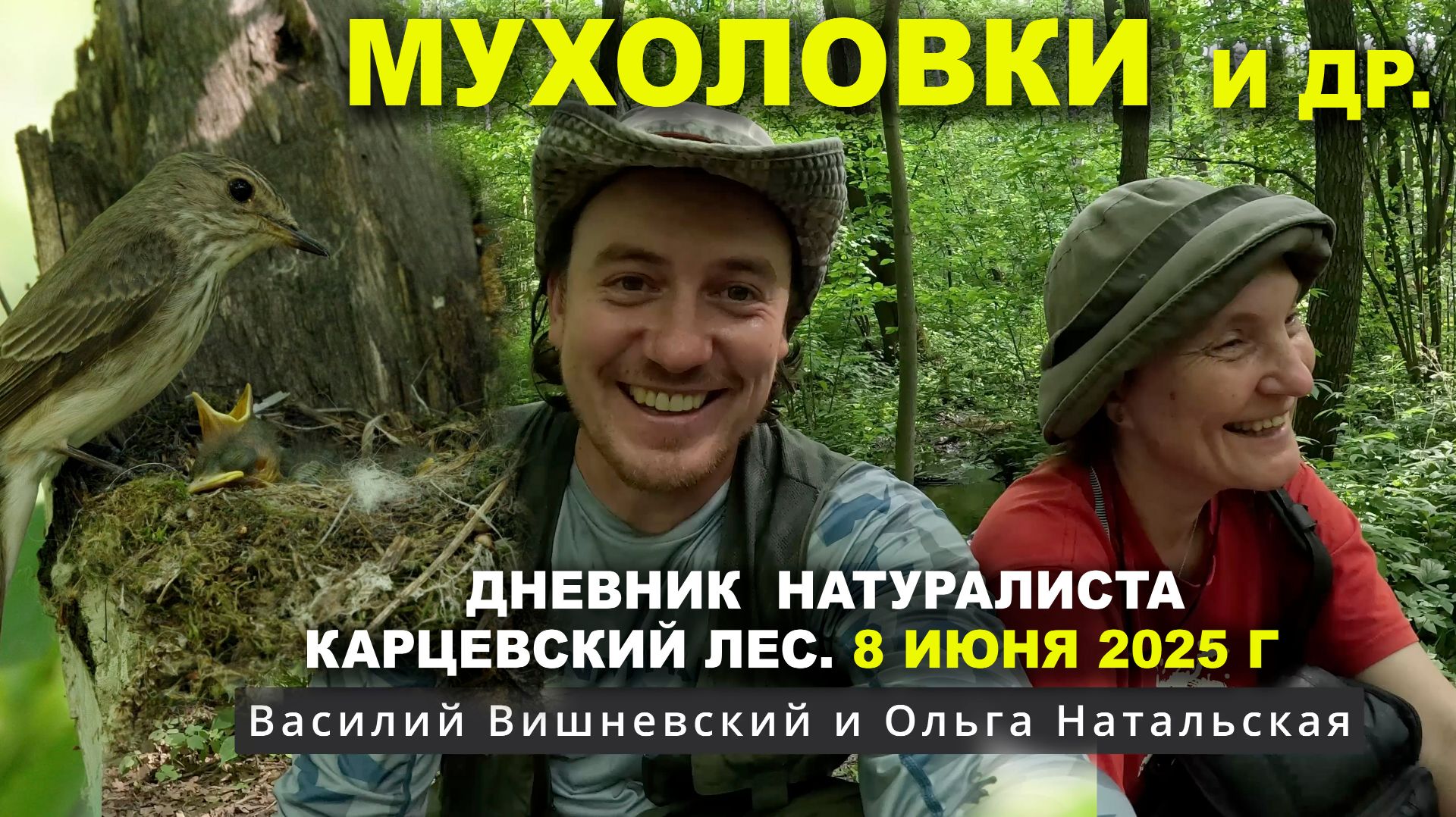 Птицы Карцевского леса. Дневник 8 июня 2025 г. смотреть онлайн