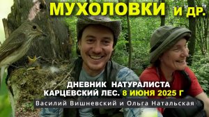 Птицы Карцевского леса. Дневник 8 июня 2025 г.