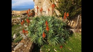 Крит. Ретимно. Крепость Фортецца зимой. Январь 2017.