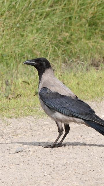 Гнездо - Ворона Серая Short смотреть онлайн