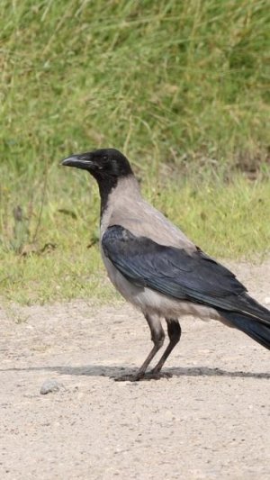 Гнездо - Ворона Серая Short