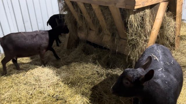 Наши деревенские будни! В ожидании окотов! Делаем полуфабрикаты и плавленый сыр! смотреть онлайн