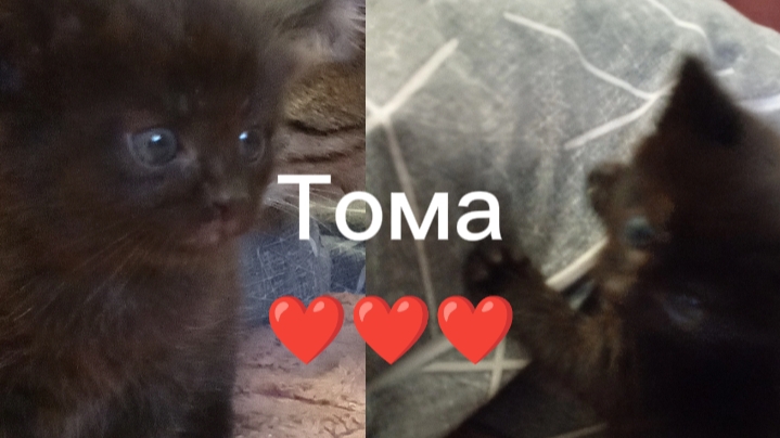 Моя кошка,Тома❤️❤️❤️ смотреть онлайн