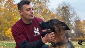 Питомник немецкой овчарки рабочих и "шоу" линий "ЭЛИЗХАУС"