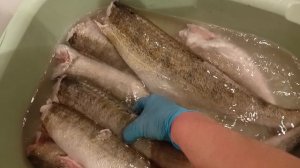 Судак--- рыба популярная, любимая и удобная в приготовлении.