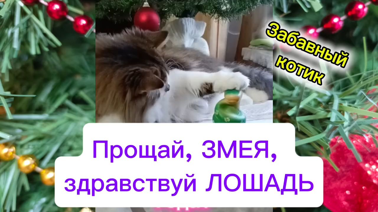 Прощай ЗМЕЯ, здравствуй ЛОШАДЬ! Забавный котик смотреть онлайн