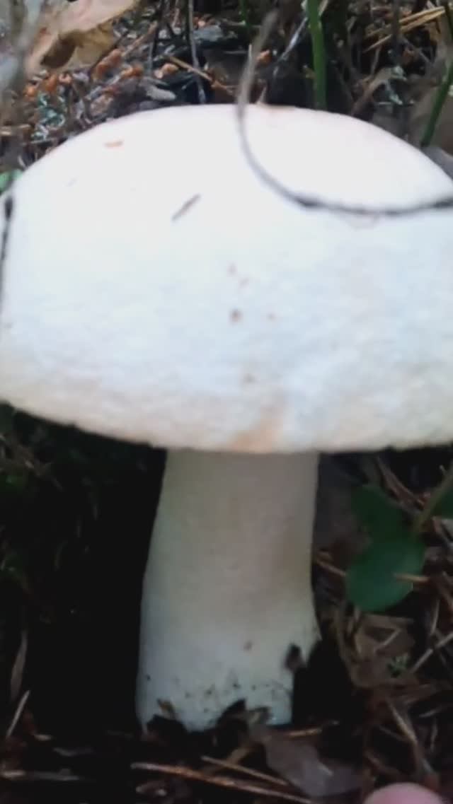 Грибник нашёл это в лесу и обалдел. Срезать или выкручивать. смотреть онлайн