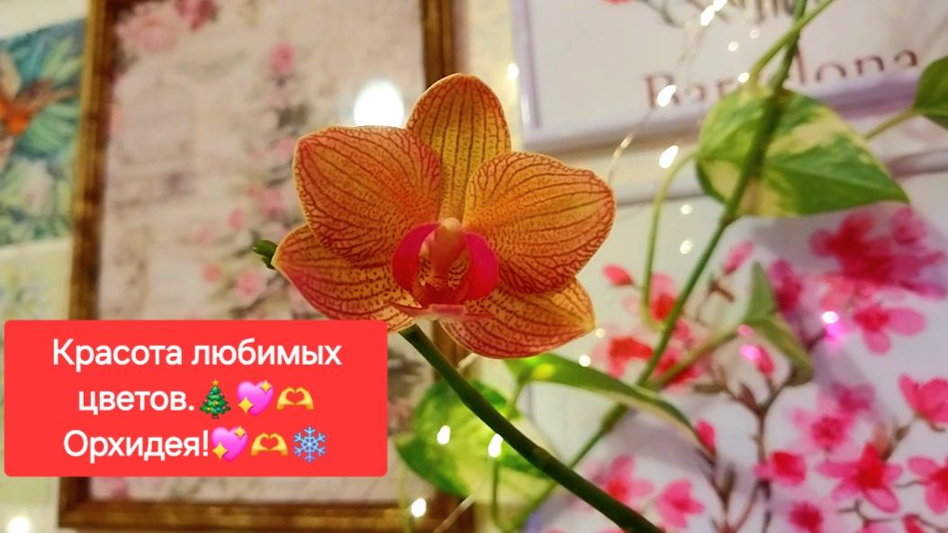 Красота любимых цветов. 💖🎄ОРХИДЕЯ.💖✨ смотреть онлайн