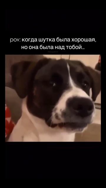 #смех #ржака #прикол #жиза #юмор смотреть онлайн