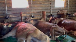 Наш ПЕРВЫЙ Сенокос!!! Грабли ПАЛЕХАГРОМАШ в работе | Молодая Ферма