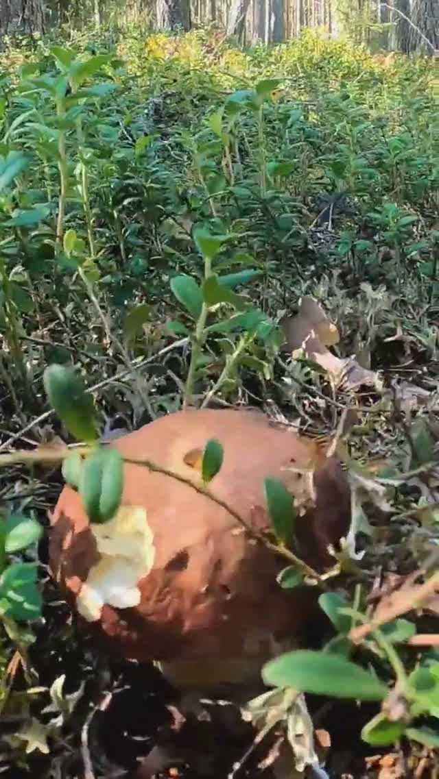 ГРИБНИК НЕ ЗНАЛ ЧТО ЖДЁТ ВПЕРЕДИ! СКАЗОЧНАЯ КАРЕЛИЯ БЕЛЫЕ ГРИБЫ 2023 БОРОВИКИ #грибы #лес #shorts смотреть онлайн