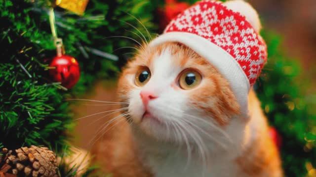 Снова шары горят новогодние смотреть онлайн