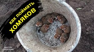 Как поймать хомяка на даче. Ловушка для хомяков своими руками. Быстро и просто!