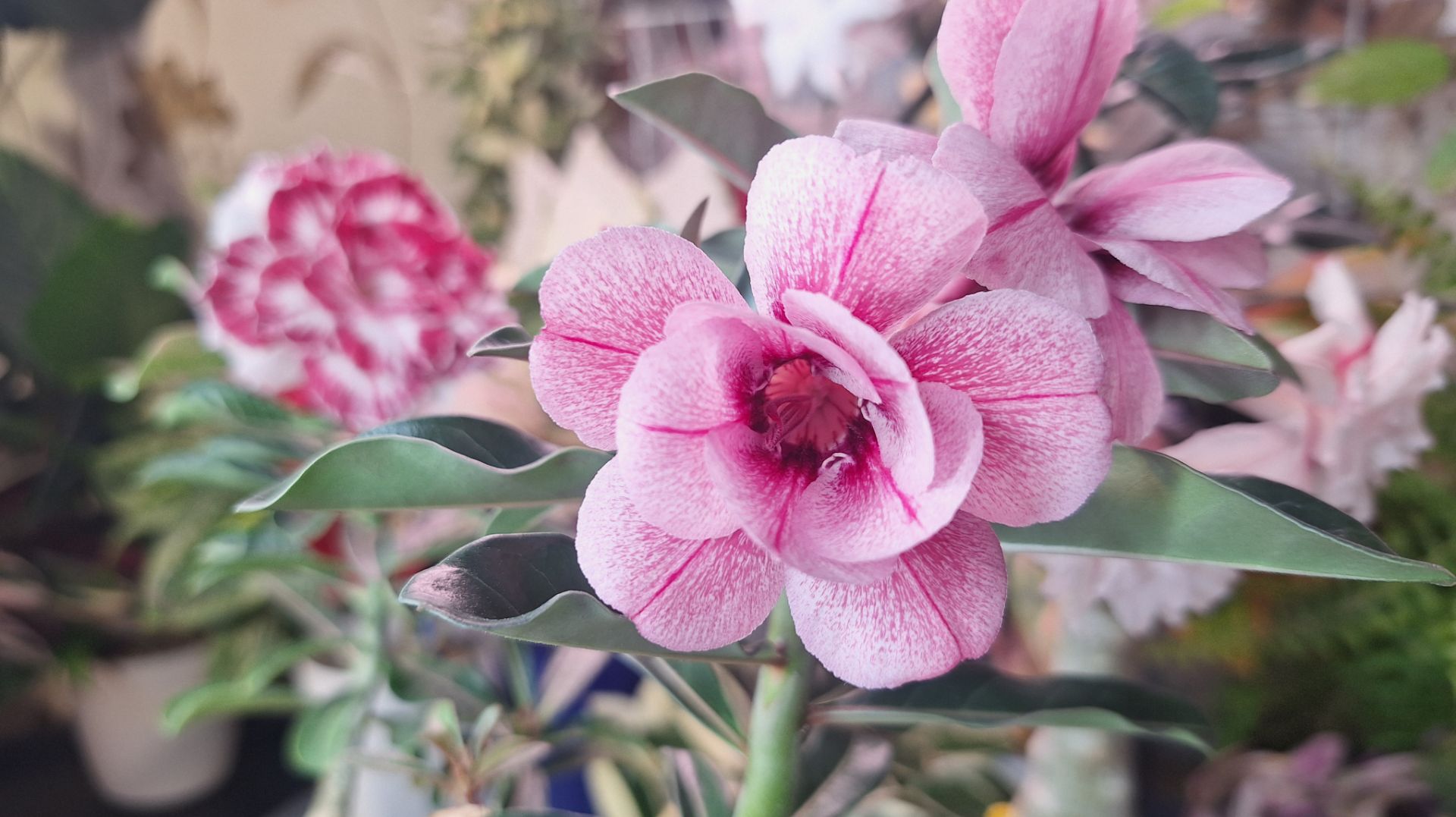 Мои цветущие растения смотреть онлайн