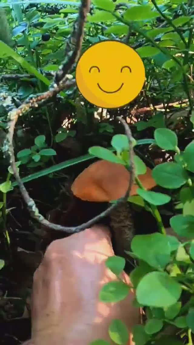 НАШЁЛ ЧЕРНИКУ В ЛЕСУ, ПОЕЛ И ЗРЕНИЕ УЛУЧШИЛОСЬ. ГРИБЫ 2023 #грибы #лес #природа смотреть онлайн