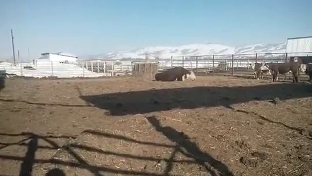 Это не то, о чем вы подумали!))) Это бык встаёт))) Они все так встают!