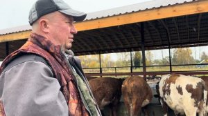 Построили новую откормочную площадку для быков! Заработать на молочной ферме -потратить на мясную!