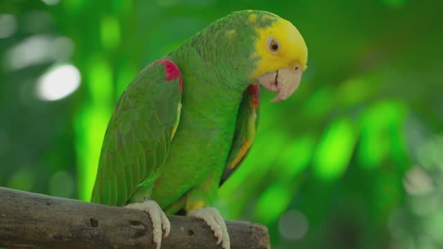 Дикая природа. HD Видео. смотреть онлайн