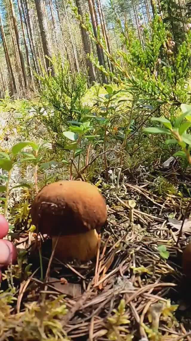 ПОШЛИ БЕЛЫЕ ГРИБЫ БОРОВИКИ! СБОР БЕЛЫХ ГРИБОВ БОРОВИКОВ В КАРЕЛИИ #лес #грибы #shorts #природа смотреть онлайн