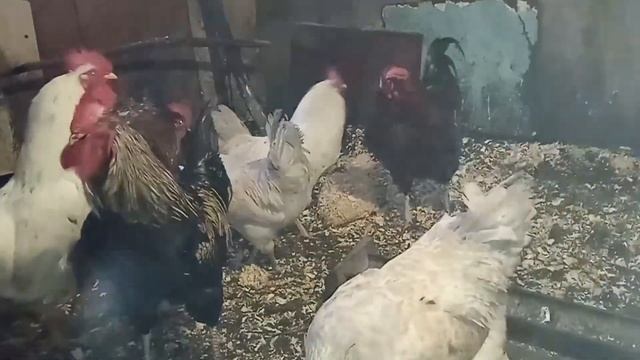 Микоплазмоз.Клинические признаки и хроническое течение болезни.