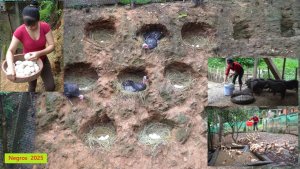 Дорис 55. Индюшки.