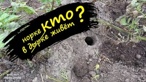 Как защитить дачу от хомяков и остаться человеком! Борьба с хомяками на дачном участке и огороде