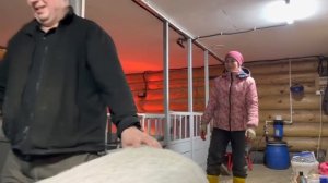 Забрали последних поросят. Трудимся всей семьей на ферме | Молодая Ферма