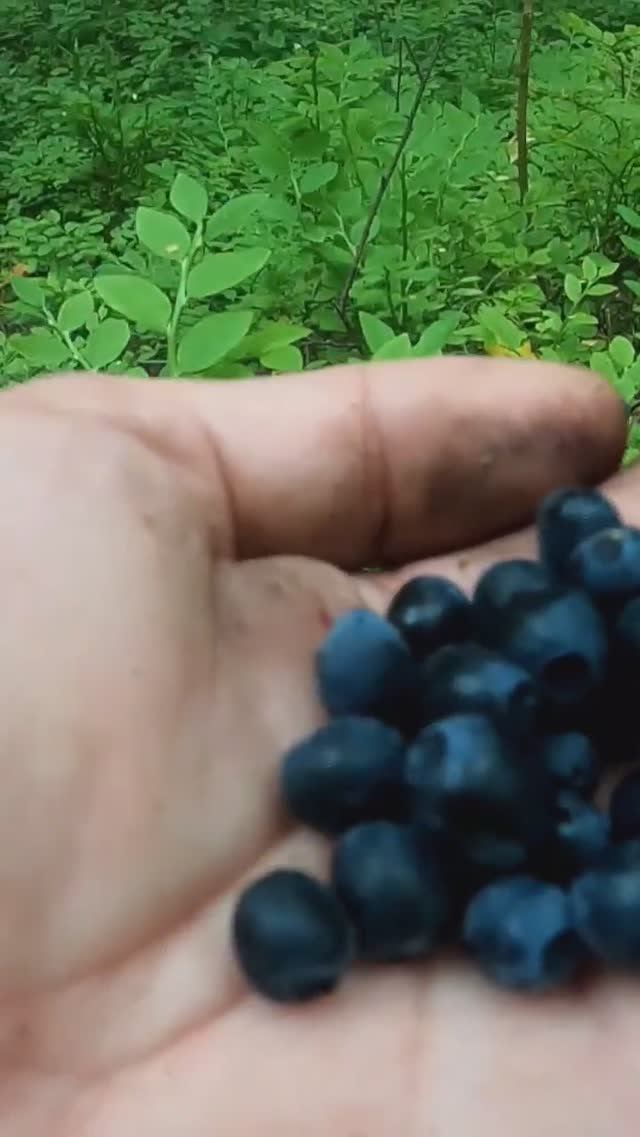 Нашёл в Лесу за 20 Минут и Обалдел. смотреть онлайн