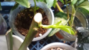 Помогите советом. Проснулась почка у розы, будет ли толк?