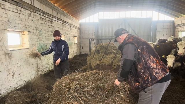 Новоселье! Переезд Айрширских Быков к Герефордам! Наводим порядок на новой ферме! смотреть онлайн