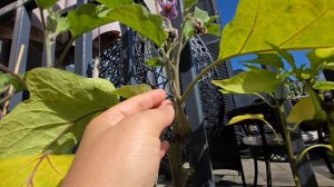 2 Сентября, Встречаемся с Осенью '25