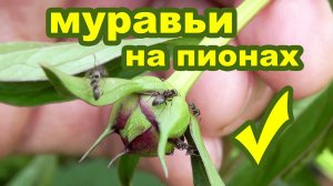 Пионы и муравьи. Как избавиться от муравьев на бутонах пионов и нужно ли это делать?