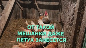 Жизнь в деревне Чем кормить кур-несушек чтобы они занеслись Отличная мешанка для кур