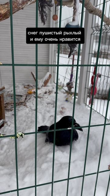 Снежные процедуры смотреть онлайн