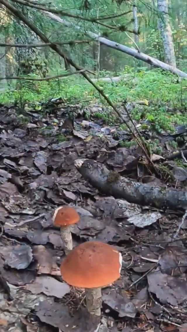 Грибы выстроились в ряд. Нелюди так поступают. Сказочная Карелия смотреть онлайн