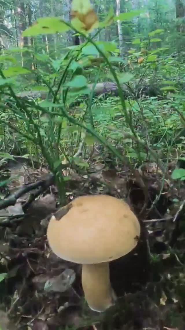 Такие грибы не собираю!? Сказочная Карелия #лес #грибы #карелия смотреть онлайн