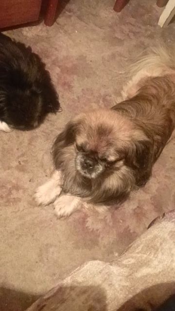 пикинес играет