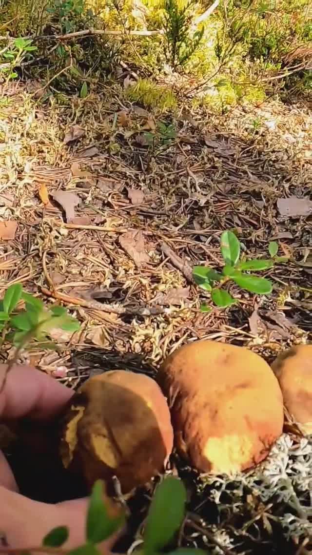 ГРИБНИК ПОТЕРЯЛ ДАР РЕЧИ КОГДА УВИДЕЛ ЭТО! ЛЕС УСЕЯН БОРОВИКАМИ! БЕЛЫЕ ГРИБЫ КАРЕЛИЯ #лес #shorts смотреть онлайн