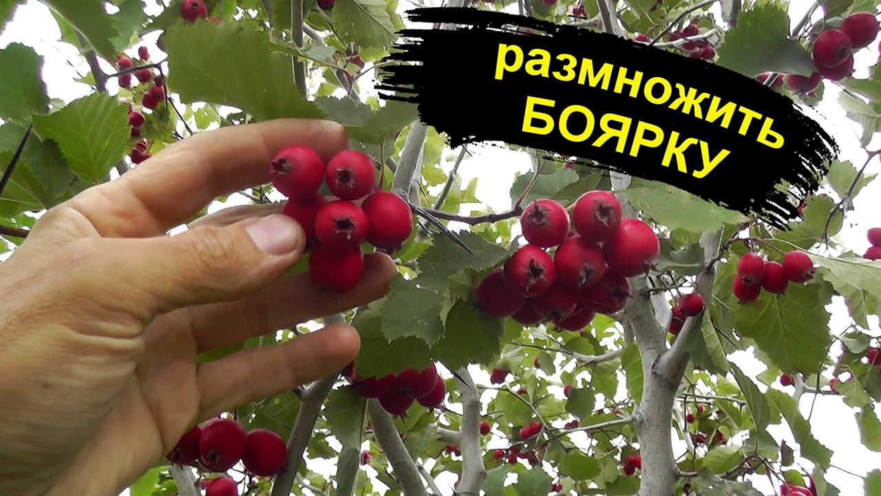 Боярышник, боярку как размножить. Простой способ вырастить саженцы боярышника смотреть онлайн