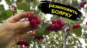 Боярышник, боярку как размножить. Простой способ вырастить саженцы боярышника