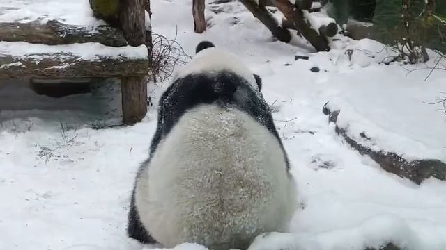 В Московском зоопарке показали, как панда Катюша радуется снегу смотреть онлайн