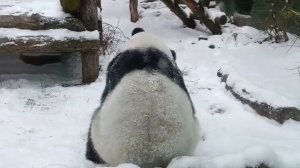 В Московском зоопарке показали, как панда Катюша радуется снегу