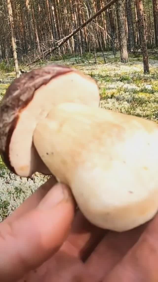 Всю ЖИЗНЬ мечтал ПОПАСТЬ в ЭТОТ лес! Нашёл ЧУДО боровик и ОБАЛДЕЛ #shorts смотреть онлайн