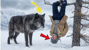 Гигантский ЧЁРНЫЙ ВОЛК спас егеря-самоубийцу? 😱 ТЫ НЕ ПОВЕРИШЬ, ЧТО ОН СДЕЛАЛ ДАЛЬШЕ...