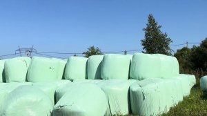 Отёл айрширской коровы Буси! Построили новый телятник! Летние дни на ферме!