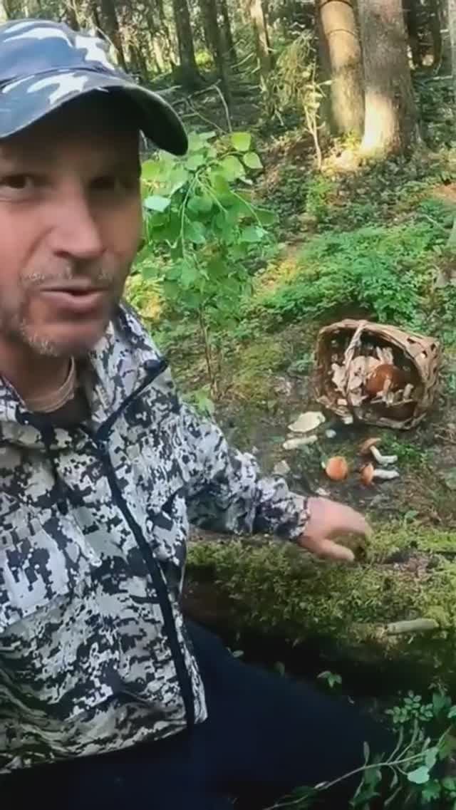 Грибник НЕ ЗНАЛ, что ЖДЕТ впереди, нарвался! #лес #грибы #mushroom #forest #shorts смотреть онлайн