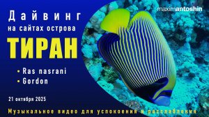 Дайвинг на сайтах острова Тиран. Ras Nasrani. Gordon. 21 октября 2025 года. Музыкальное видео