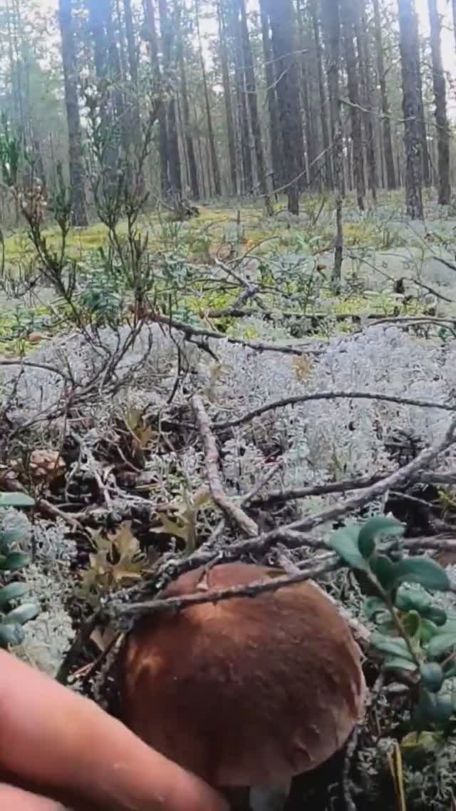Нашёл в ЛЕСУ среди МХА это ЧУДО и ОБАЛДЕЛ! #mushroom #лес #грибы смотреть онлайн